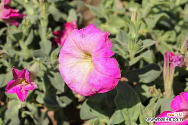 矮牵牛的病虫害防治大全