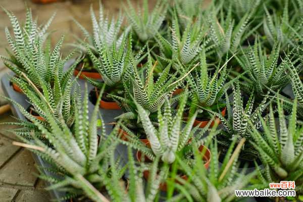 条纹十二卷烂根怎么办