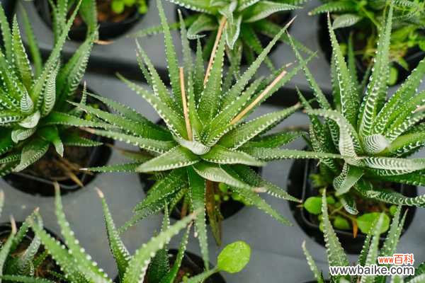 条纹十二卷烂根怎么办