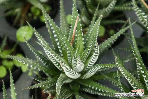 条纹十二卷烂根怎么办