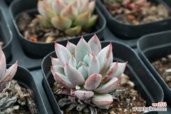 多肉蚧壳虫怎样彻底消灭