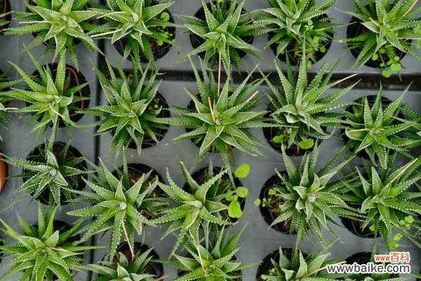 怎么判断条纹十二卷烂根了