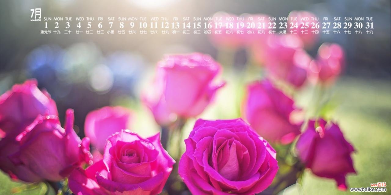 传递爱和温柔的象征——粉色玫瑰花 粉色玫瑰花的代表寓意