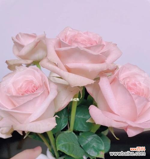 传递浪漫与崇敬的粉色玫瑰花语 粉色玫瑰的代表意义