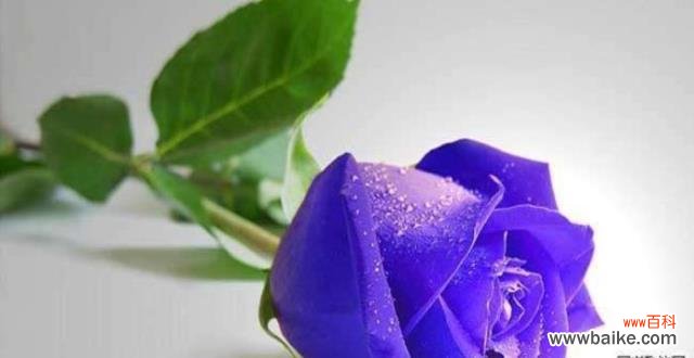 传递浪漫与崇敬的粉色玫瑰花语 粉色玫瑰的代表意义