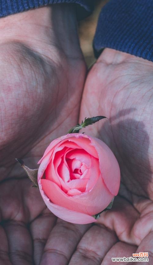 传递浪漫与崇敬的粉色玫瑰花语 粉色玫瑰的代表意义
