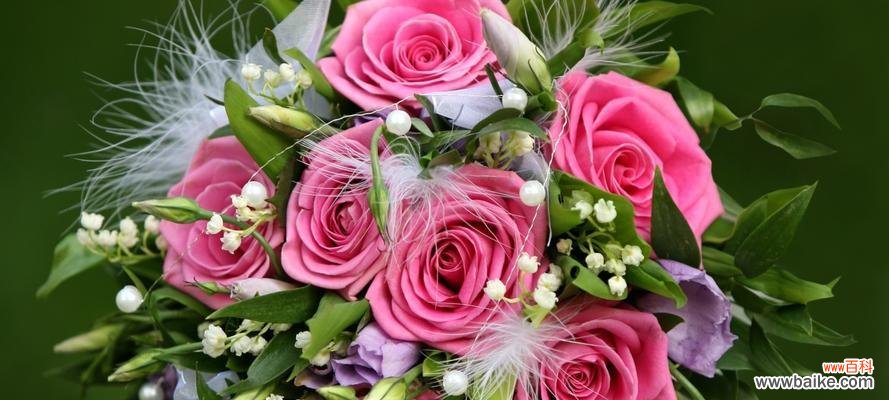 唯美浪漫的粉色 33朵粉色玫瑰花的寓意与象征