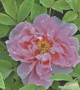 探索牡丹花粉色的芬芳秘密 粉色牡丹花的神秘之美