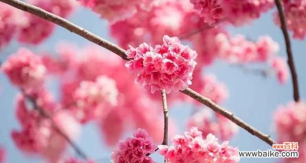 美丽粉色的樱花 粉色樱花的花语