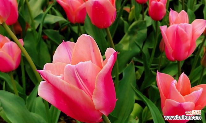 探寻郁金香中的浪漫与柔情 粉色郁金香的花语——爱与温柔