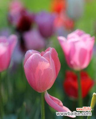 探索粉色郁金香的象征和意义 粉色郁金香的花语和寓意