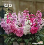 探寻粉色紫罗兰的象征意义与传承 粉色紫罗兰的花语——爱与柔情