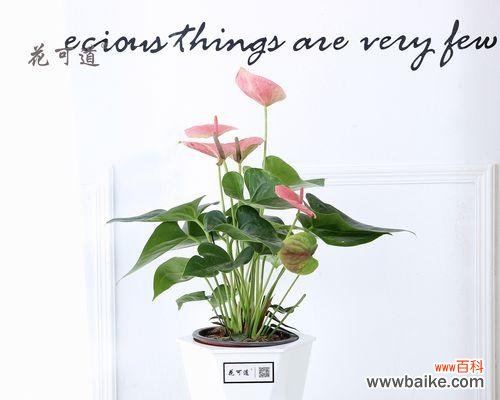 探索粉掌的来源 粉掌的代表意思及其文化象征