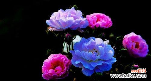 饱满、高贵、热情 丰花月季花语