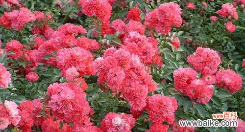 饱满、高贵、热情 丰花月季花语