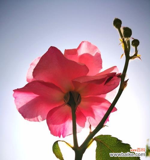 饱满、高贵、热情 丰花月季花语