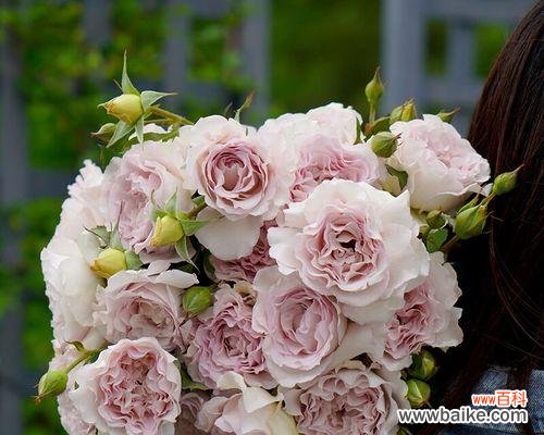 探索花卉象征与人生哲理的奥秘 以丰花月季代表意思