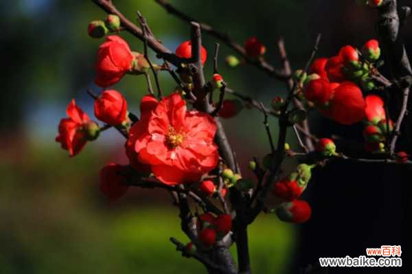 阳台盆栽木瓜的方法