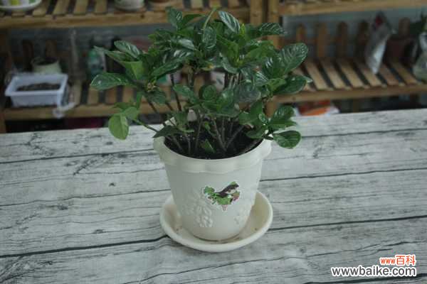 小叶栀子盆景制作与养护