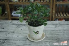 小叶栀子盆景制作与养护