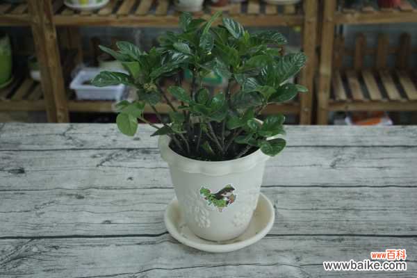 小叶栀子盆景制作与养护