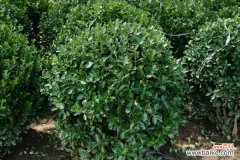 黄杨盆景制作与养护