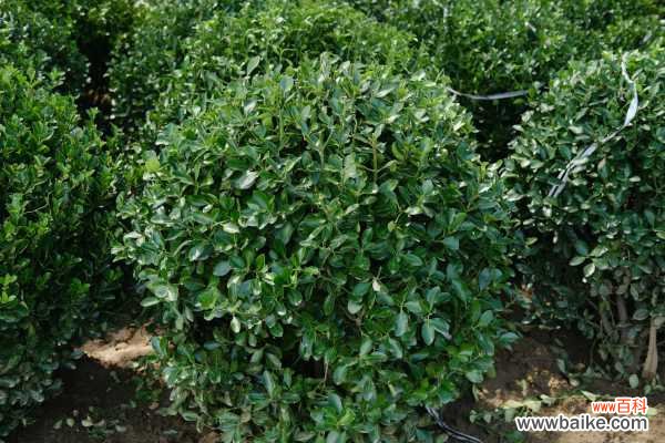 黄杨盆景制作与养护