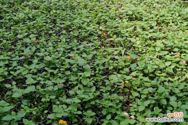 五色梅盆景怎么造型