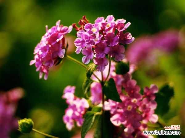 五色梅盆景怎么造型