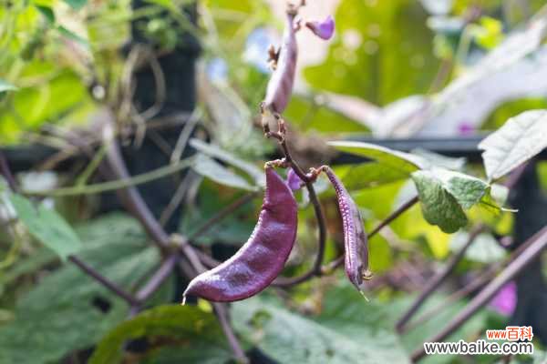 阳台怎么种植扁豆？