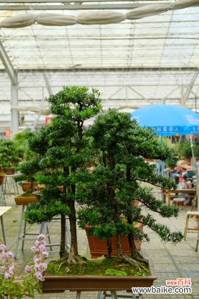 罗汉松盆景制作和造型