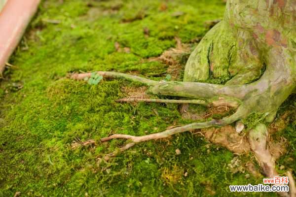 罗汉松盆景制作和造型