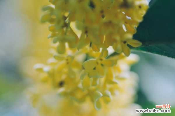 桂花盆景常见造型