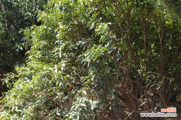 桂花盆景常见造型