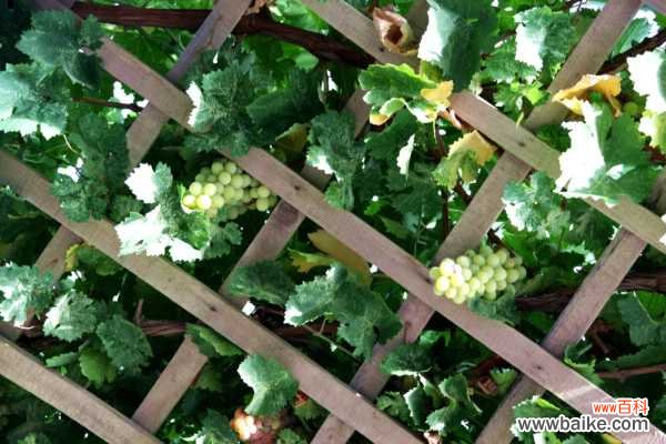 葡萄盆景的制作养护