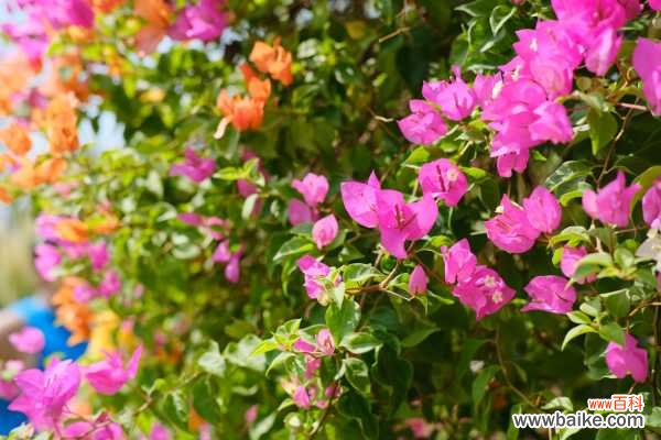 三角梅的盆景造型方式