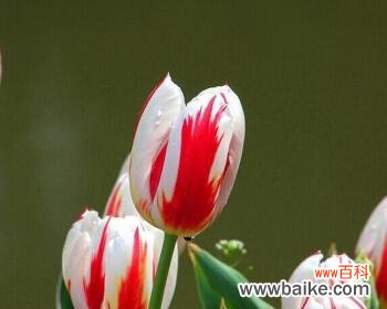 郁金香代表什么？如何理解郁金香的象征意义？