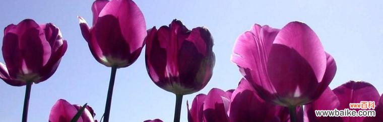 郁金香代表什么？如何理解郁金香的象征意义？