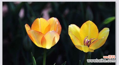 郁金香不同颜色代表什么花语?每种颜色的郁金香寓意是什么?