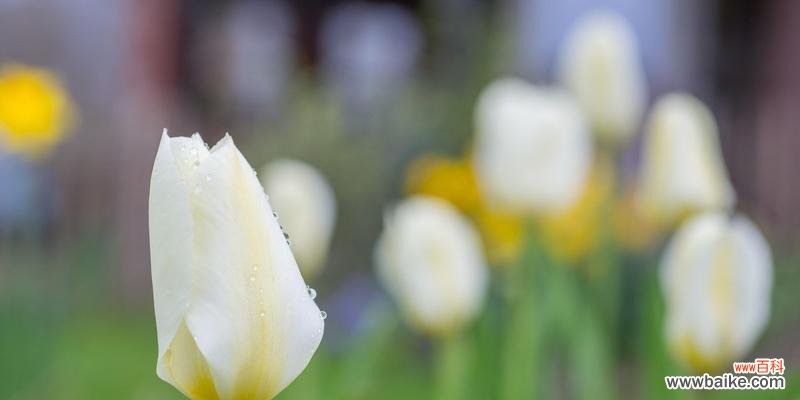 郁金香不同颜色代表什么花语?每种颜色的郁金香寓意是什么?