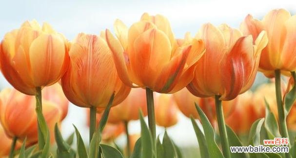 郁金香花代表什么意义？如何正确解读郁金香的花语？