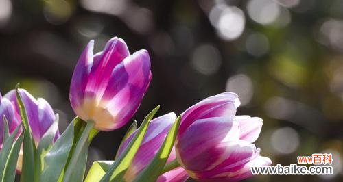 郁金香花代表什么意义？如何正确解读郁金香的花语？