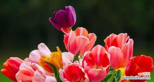 郁金香花语暗示什么？如何解读郁金香的花语含义？