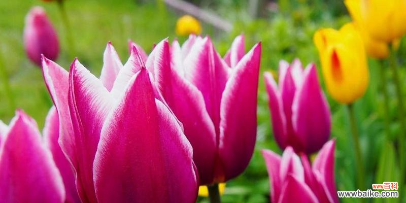 郁金香花语暗示什么？如何解读郁金香的花语含义？