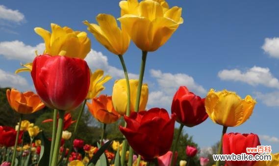 郁金香花语暗示什么？如何解读郁金香的花语含义？