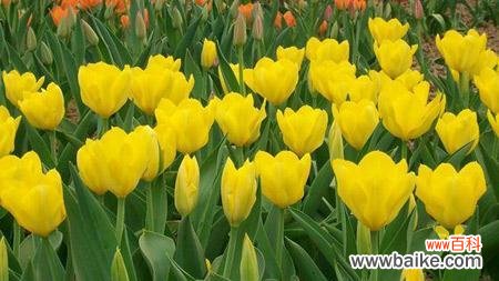 郁金香花语代表什么？不同颜色郁金香的含义是什么？