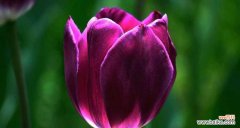 郁金香花语代表什么含义？如何正确解读郁金香的花语？