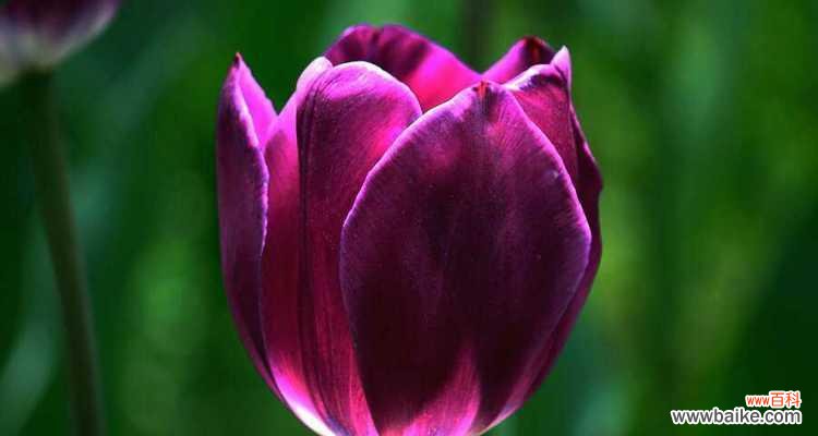 郁金香花语代表什么含义？如何正确解读郁金香的花语？