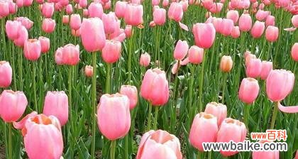 郁金香花语代表什么含义？如何正确解读郁金香的花语？