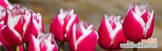 郁金香花语代表什么含义？如何正确解读郁金香的花语？